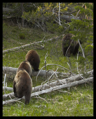 Follow the Food (i.e. momma grizzly)