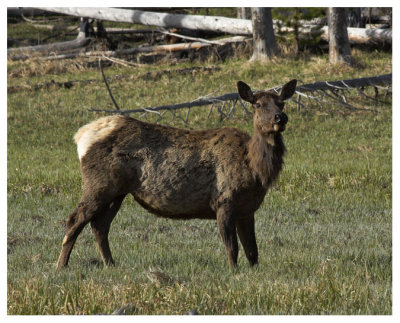 A Lone Female Elk