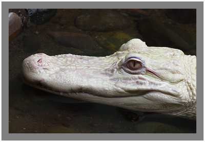 Albino Alligator #3