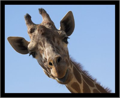 Giraffe #8