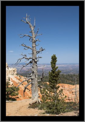 Baby Bristlecone Pine Tree (the green one)