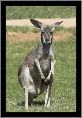 kangaroo #4