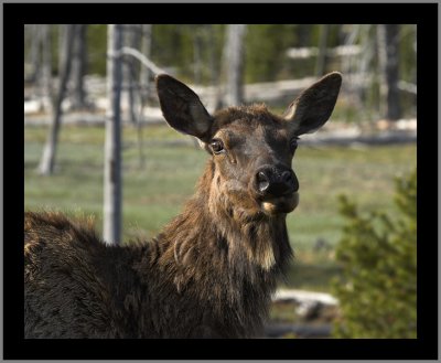 Female Elk up close