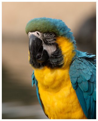 Macaw Big Picture