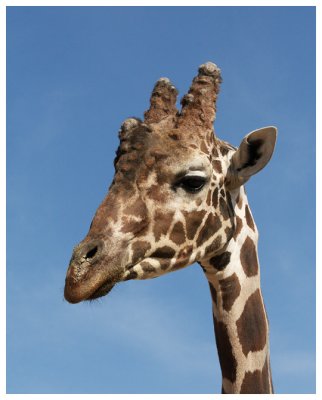 Giraffe #12