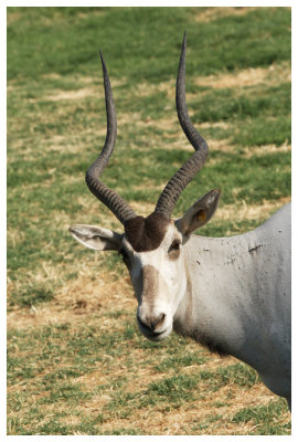 Addax Antelope #7