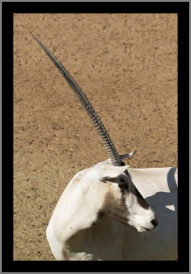 Arabian Oryx #7