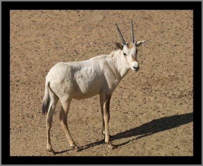 Arabian Oryx Kid