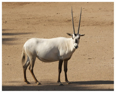 Arabian Oryx #9