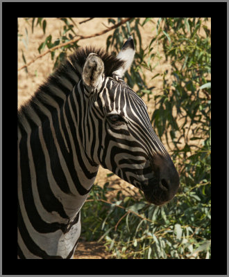 Zebra Male #4