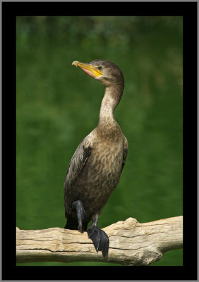 Juvenile Double-crested Cormorant