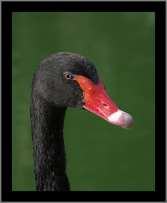 Australian Black Swan