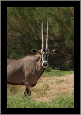 Beisa Oryx #8