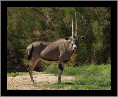 Beisa Oryx #9
