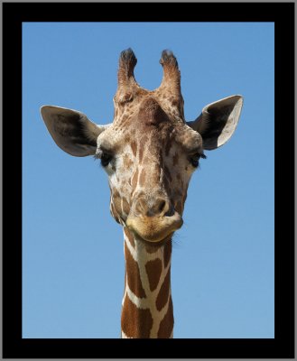 Giraffe #16
