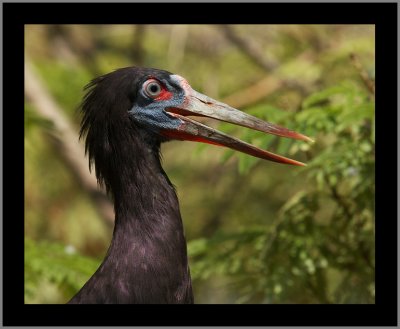 Abdim's Stork #12