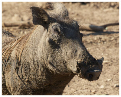 Wart Hog (female portrait)