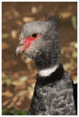 Crested Screamer #16