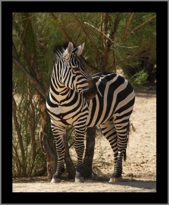 Zebra #11