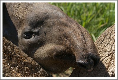 Tapir