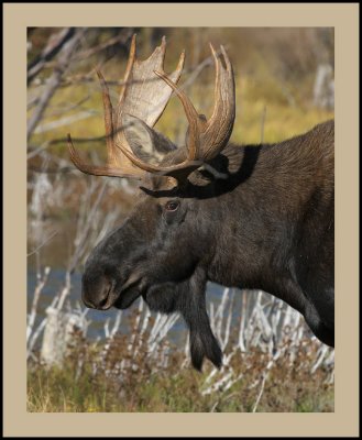 Shiras Bull Moose #1