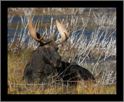 Shiras Bull Moose #2