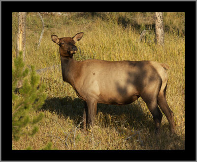 Female Elk (near sunset)