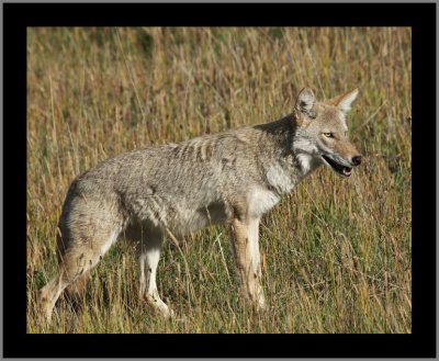 Yellowstone Coyote #3