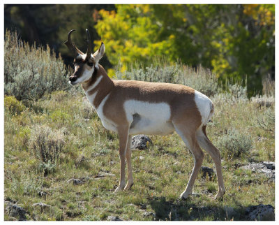 Prong-Horned Antelope #1