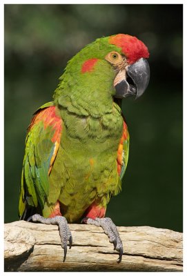 Red-Fronted Macaw #1