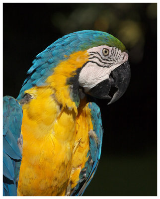 Blue and Gold Macaw #17
