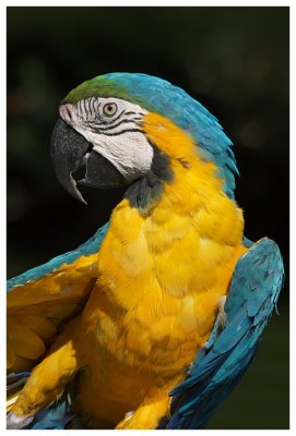 Blue and Gold Macaw #18