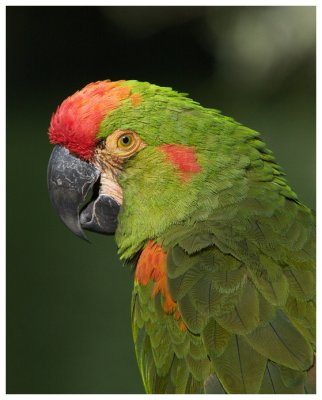 Red-Fronted Macaw #3