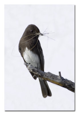 Black Phoebe.jpg