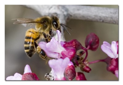 Honey Bee on Red Bud.jpg