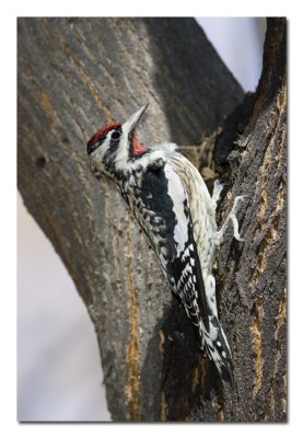 Red-naped Sapsucker Female.jpg