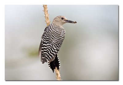 Gila Woodpecker 27.jpg