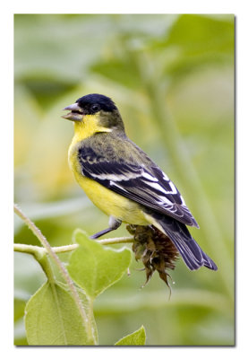 Lesser Goldfinch 2.jpg