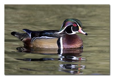Woodie Male 3.jpg