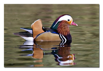 Mandarin Duck 3.jpg