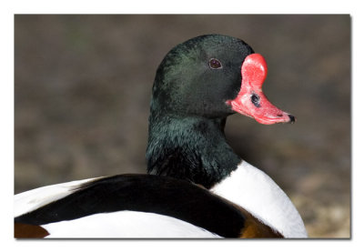 Shelduck 4.jpg