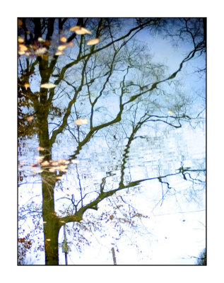 Reflection TreeW.jpg