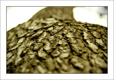 Tree BarkW.jpg