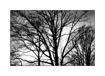 Trees1W.jpg