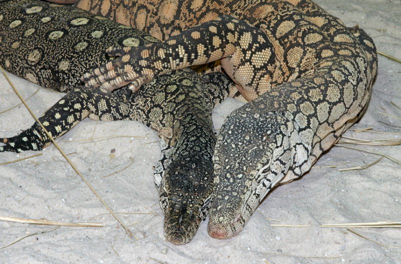 perenties.jpg