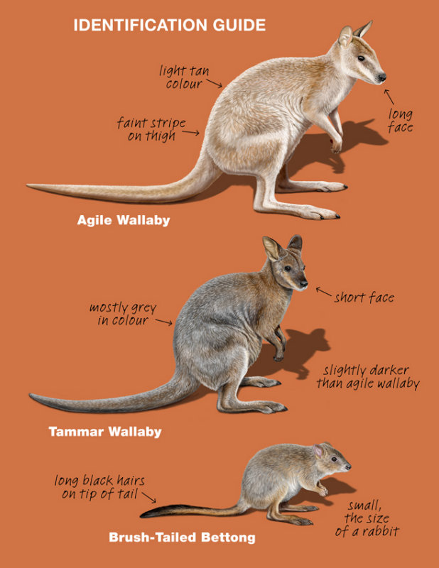 wallabies 2 low res.jpg