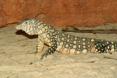 male perentie low res.jpg