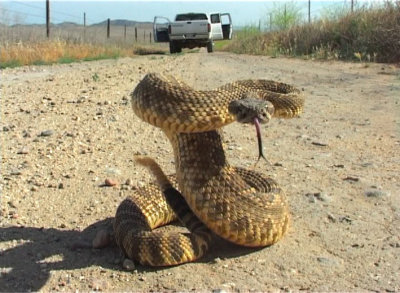herper shot.jpg