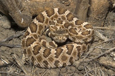 Carrizo Plain rattlesnake.jpg