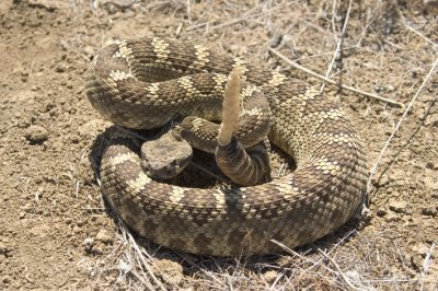 western rattlesnake.jpg